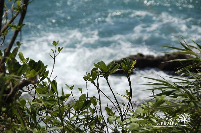 小野柳岸邊的濱海植物與海浪